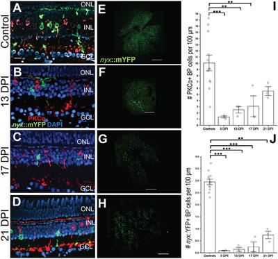 Rewiring the Regenerated Zebrafish Retina: Reemergence of Bipolar Neurons and Cone-Bipolar Circuitry Following an Inner Retinal Lesion